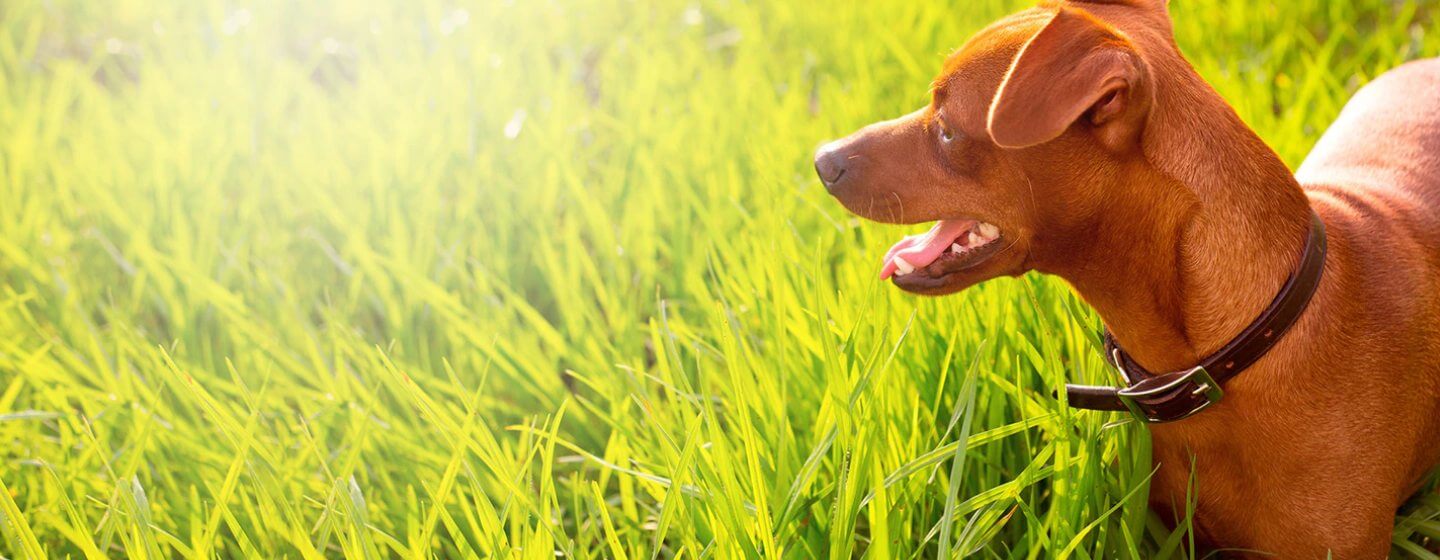 A Healthy Coat for your Dog Purina